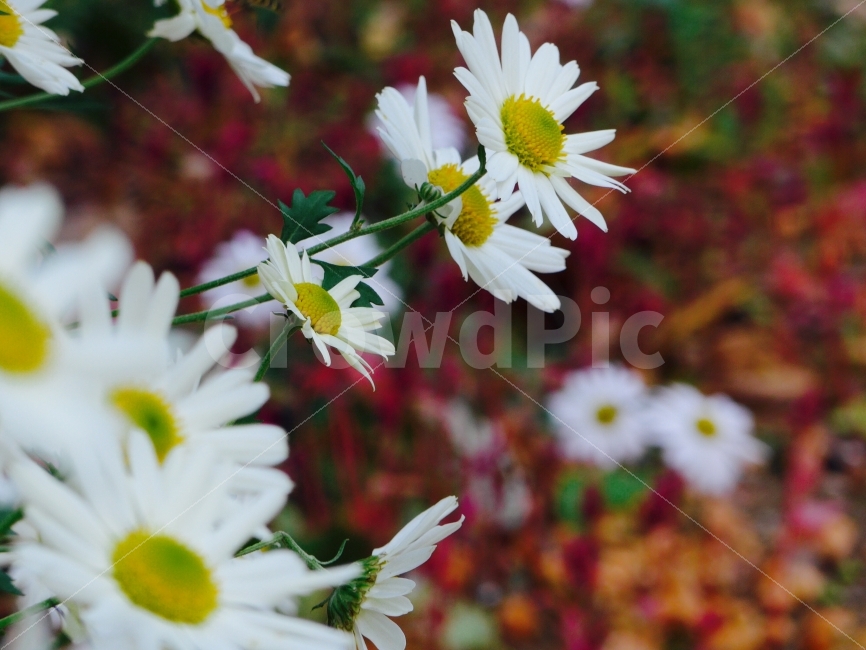 산사에서,구절초,국화,소국,낙엽,가을,가을오후,거닐다,식물,자연,plants,nature,꽃,flower