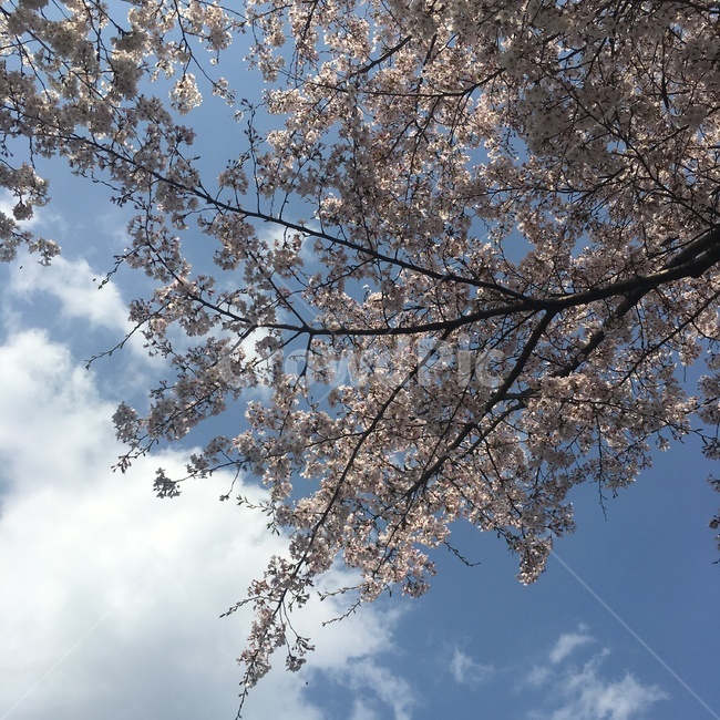 벚꽃,하늘,구름,꽃,나무,봄,봄,계절,spring,season,plant,식물