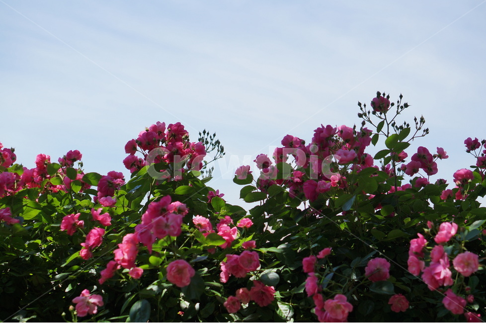 장미꽃,장미,핑크,풍경,5월,맑음,빛,식물,자연,plants,nature,꽃,flower