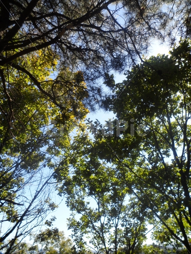 하늘,가을,창공,나무들,보이지않아도,자연,풍경,nature,landscape,tree,나무,plant,식물,tree trunk,나무 줄기