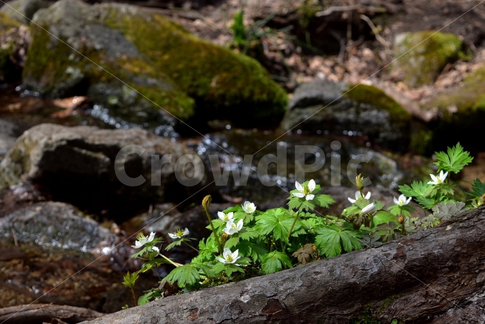 모데미풀,봄,야생화,꽃,청태산,강원도,봄꽃,고산야생화,감성,wildflower,산꽃,봄야생화,계곡,이끼,꽃말,슬픈추억,아쉬움,MegaleranthissaniculifoliaOhwi,금매화아재비,운봉금매화,식물,자연,식생,생태,식물,자연,plants,nature,꽃,flower