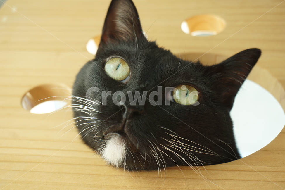 wood,나무,hardwood,합판,cat,고양이,pet,animal,동물,포유류,plywood,고양이캣타워,고양이눈,고양이코,고양이입술,칼눈,고양이동공,검은고양이,blackcat,동물,animal,포유류,mammal,고양이,cat,kitten,kitty