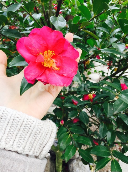 꽃,붉은,손,빨간,봄,식물,자연,plants,nature,꽃,flower,사람,인물,인간,human,person,신체일부,몸,body