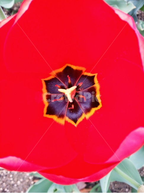 튤립,빨강,꽃,무늬,패턴,식물,자연,plants,nature,꽃,flower