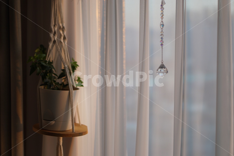 플랜테리어,식물,다육이,plants,homedecor,아이비,인테리어,홈인테리어,커튼,가정장식,실내용화초,화분,화초,house plant