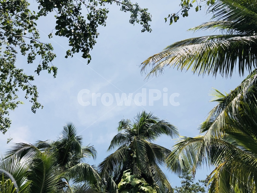 하늘,파란,나무,야자수,하늘배경,푸른,자연,풍경,nature,landscape,tree,plant,식물,palm tree,summer,여름