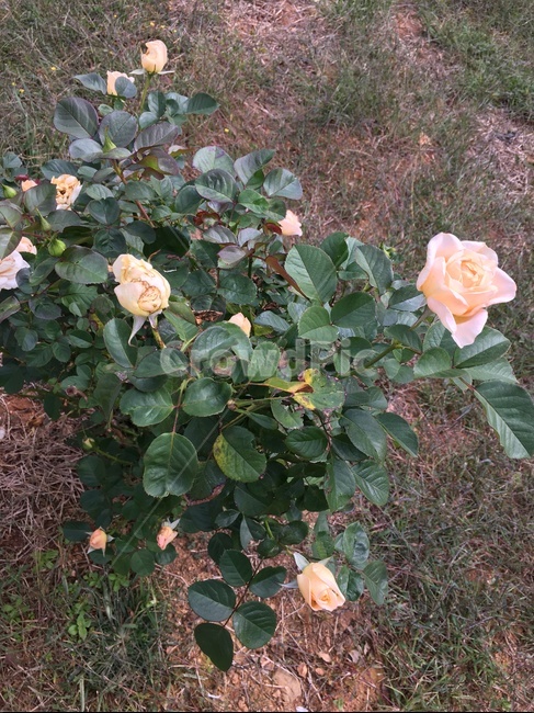 blossom,rose,장미,plant,식물,flower,꽃