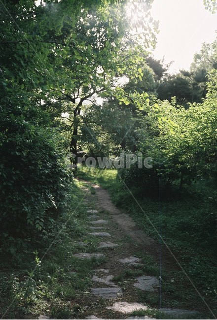 꽃,나무,감성,식물,자연,봄,자연,풍경,nature,landscape,tree,plant