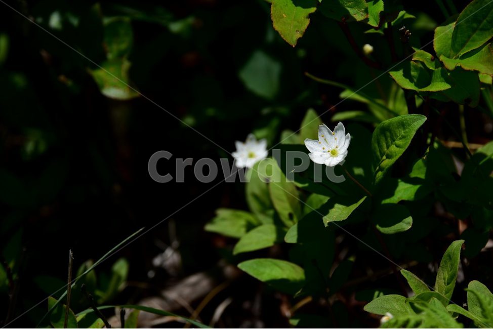 참기생꽃,야생화,꽃,식물,자연,생태,플라워,flower,plants,nature,식물,자연,plants,nature,꽃,flower