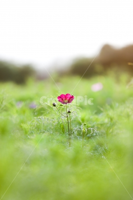 코스모스,꽃,가을,힐링,출사,여행,축제,가을,계절,fall,autumn,season,식물,자연,plants,nature,꽃,flower,감성,sensible,feeling,jar,항아리,potted plant,화분,pottery,도기류,vase,병 장식,plant,grassland,목초지,outdoors,옥외,field,들