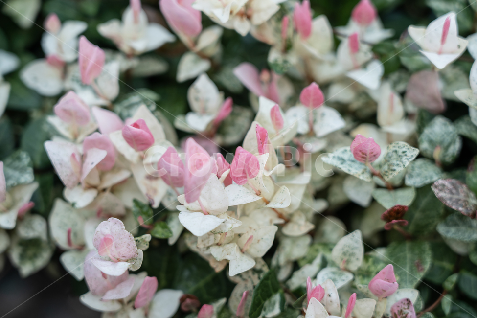 식물,botanical,자연,plant,nature