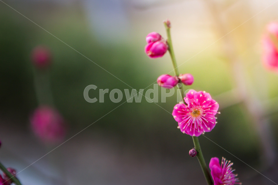 매화,매화꽃,매화나무,봄꽃,꽃,봄날,봄,계절,spring,season,식물,자연,plants,nature,꽃,flower,plant,geranium,제라늄,blossom