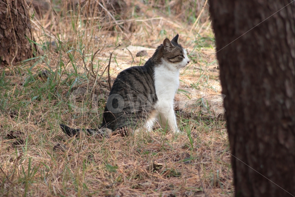 고양이,동물,포유류,길고양이,자연,풀숲,풀,식물,길냥이,도둑고양이,cat,야옹이,동물,animal,포유류,mammal,고양이,cat,kitten,kitty