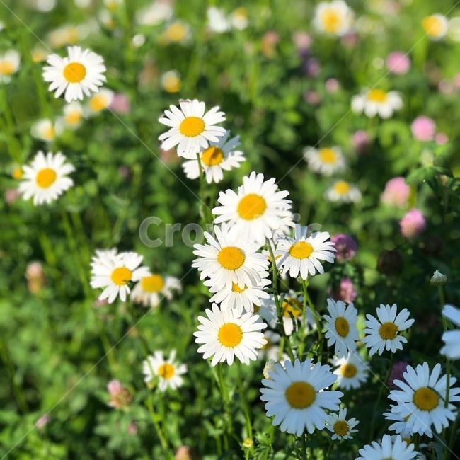꽃,가을,들꽃,국화,산책,가을꽃,식물,자연,plants,nature,꽃,flower