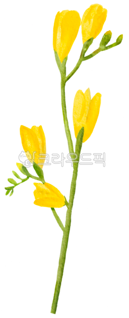 꽃,봄꽃,자연,손그림,프리지아,노랑,그림,노란색,노란,노란꽃,png,누끼,flower,floral,watercolor,drawing,illustration,spring,painting,blossom,petal,freesia,yellow,그래픽,graphic,배경,백그라운드,오브젝트,봄,컬러풀,수채화,수작업,일러스트,일러스트레이션,드로잉,식물,plant