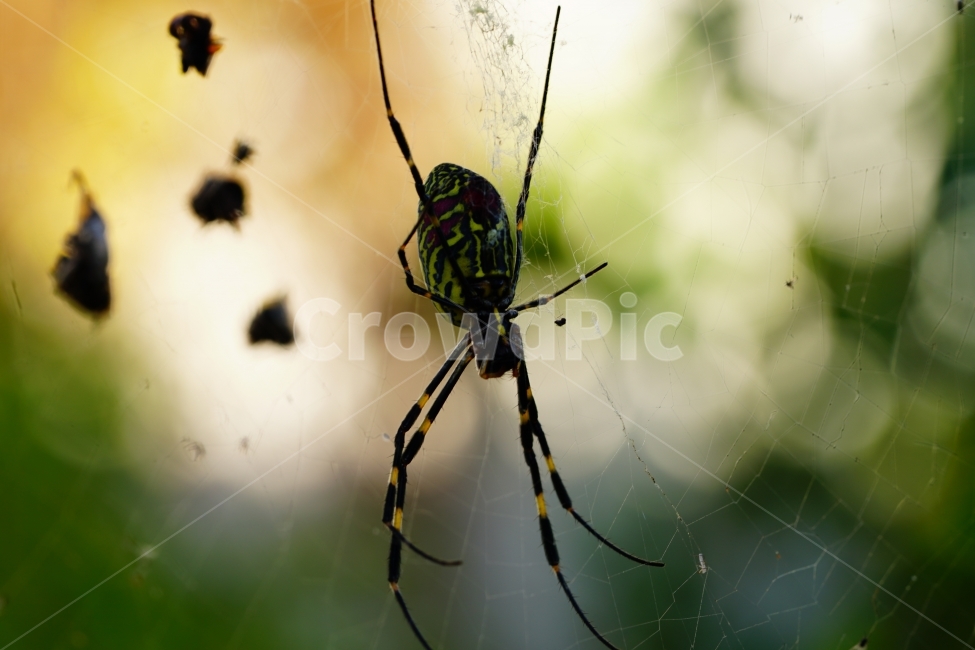 거미,곤충,벌레,스파이더,spider,insect,bug,거미줄,cobweb,web,spiderweb,함정,그물,그물망,자연,nature,풍경,landscape,동물,animal,접사,마크로,macro,클로즈업,closeup,가을,autumn,fall,season,계절,10월,october,사냥,사냥꾼,헌터,hunter,먹이,동물,animal,곤충,벌레,insect,bug