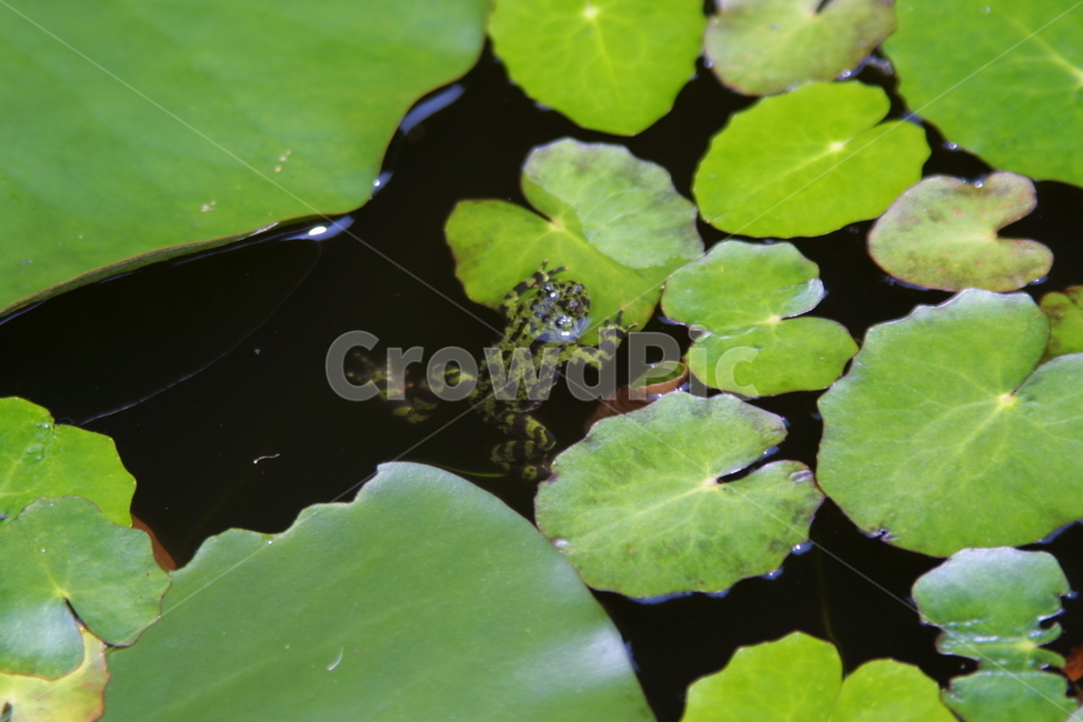 plant,식물,연못,개구리,수생식물,동물,animal,파충류,양서류,reptile,amphibian