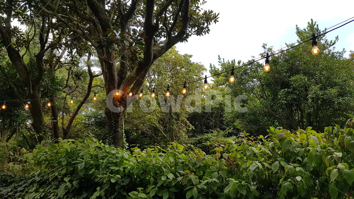 plant,한국,자연,꽃,nature