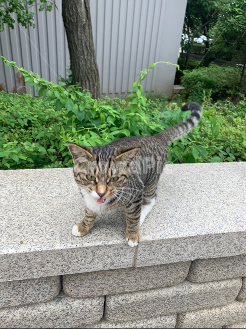 고양이,길냥이,야옹이,코리안숏헤어,동물