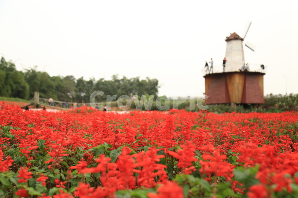 plant,식물,꽃,공원,flower,park