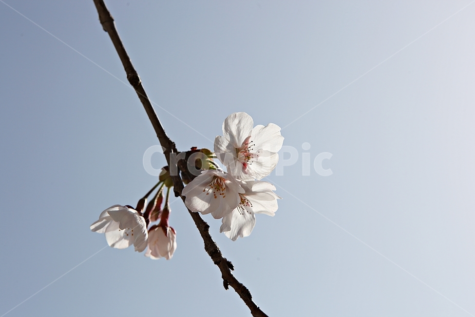 벗꽃,벗나무,꽃,봄꽃,벗꽃잎,꽃잎,식물,자연,공원,식물,자연,plants,nature,꽃,flower