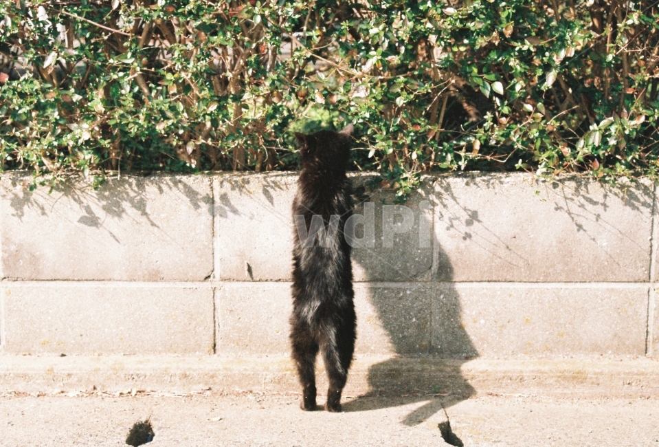귀여움,고양이,cat,필름,감성,일본,동물,animal,포유류,mammal,고양이,cat,kitten,kitty,감성,sensible,feeling
