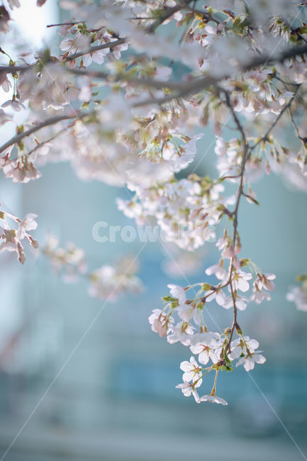 벚꽃,봄꽃,하얀꽃,벚꽃감성,필름느낌,봄,계절,spring,season,식물,자연,plants,nature,꽃,flower,plant,blossom