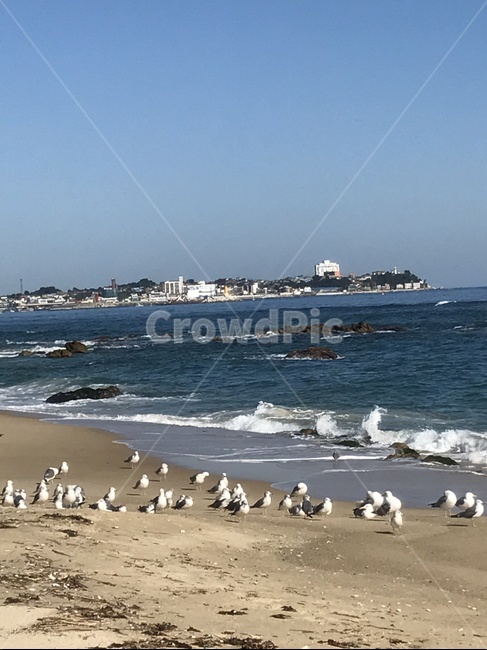 겨울갈매기,바다,대양,동물,새,해변,바다,beach,sea,조류,새,birds
