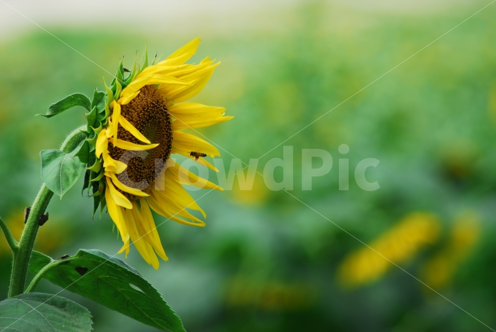 해바라기,벌,sunflower,bee,꽂,자연,식물,여름,계절,summer,season,식물,자연,plants,nature,꽃,flower,동물,animal,곤충,벌레,insect,bug,plant,blossom