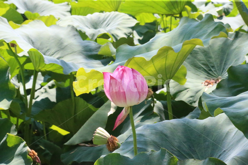 꽃,연꽃,화사함,축제,연잎