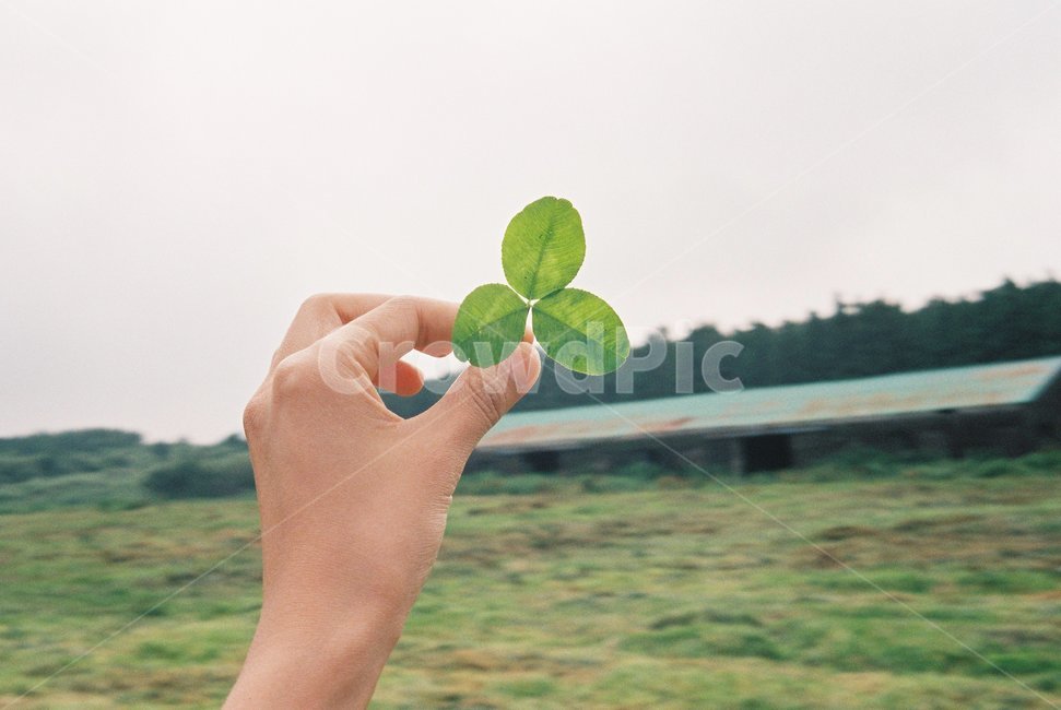 제주,세잎클로버,식물,초록,leaf,plant,인간