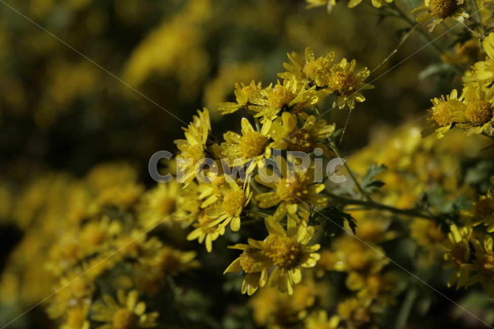 산국,꽃,flower,식물,plant,가을