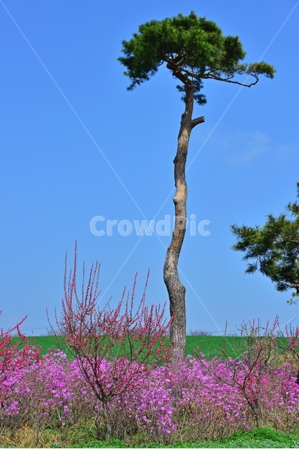 plant,식물,human,인간,person,사람,people,사람들,outdoors,옥외,nature,자연,경치,경관,풍경,고창,학원농장,청보리밭,청보리밭축제,축제,소나무,진달래,진달래꽃