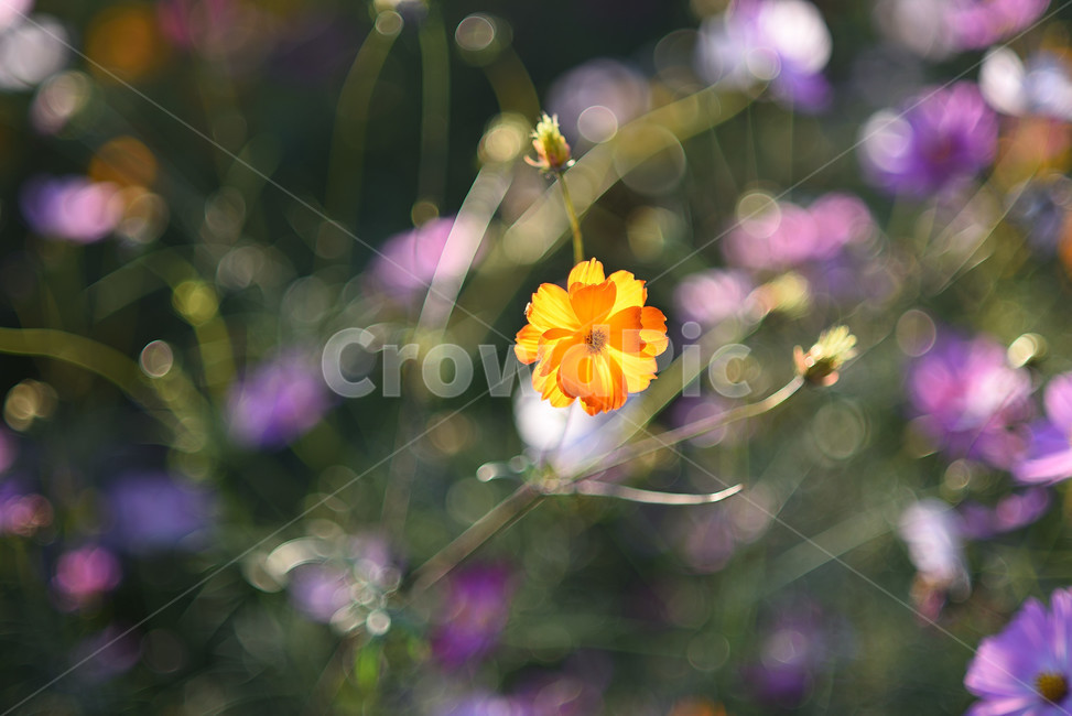 코스모스,식물,풍경,꽃,야생화,가을꽃,flower,가을,가을,계절,fall,autumn,season,식물,자연,plants,nature,꽃,flower,plant,petal,꽃잎,blossom