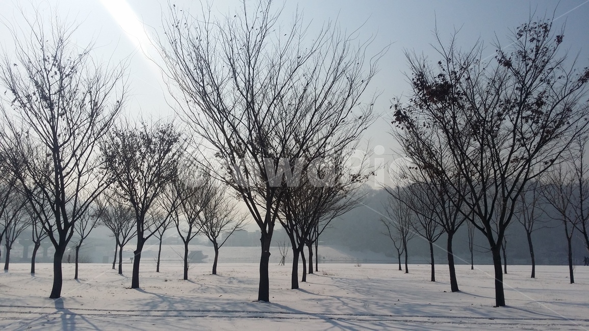 나무,설경,겨울풍경,겨울,snow,winter,tree,발자국,흰색,화이트,풍경,감성,겨울감성,겨울나무,눈,겨울,계절,winter,season,자연,풍경,nature,landscape,outdoors,옥외,눈