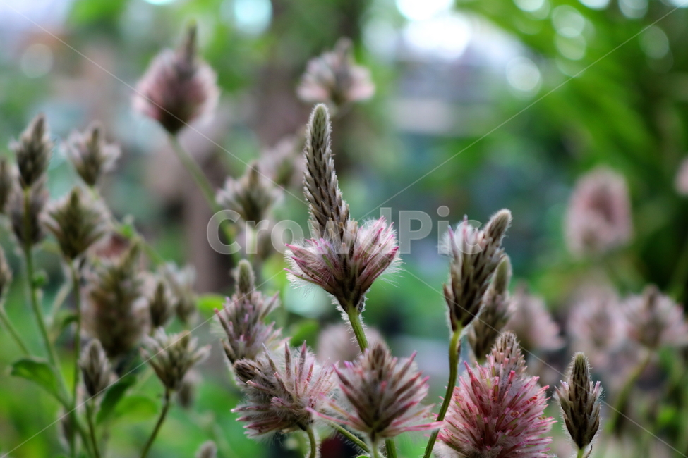 프틸로투스,꽃,프틸로투스꽃,비름과,식물,자연,식물원,식물,자연,plants,nature,꽃,flower