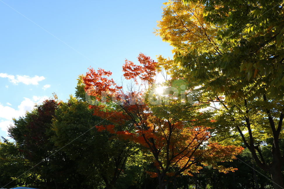 나무,단풍,식물,자연,풍경,가을,느티나무,하늘,가을,계절,fall,autumn,season,자연,풍경,nature,landscape,plant,leaf,잎