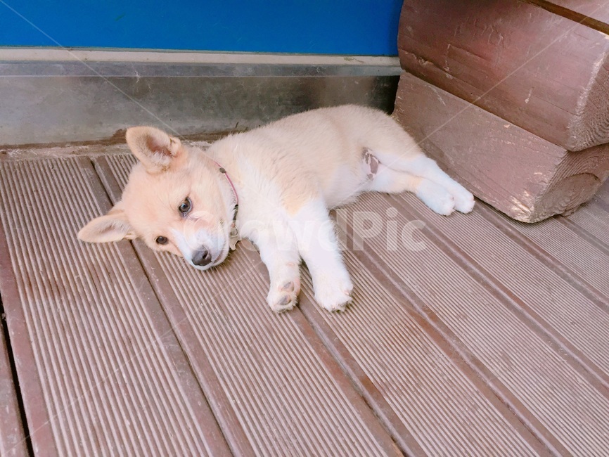 강아지,개,귀여운,dog,누워있는,동물,animal,포유류,mammal,개,강아지,dog,doggy