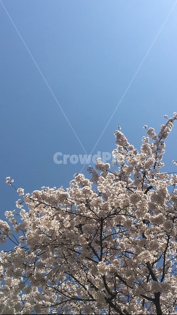 벚꽃,봄,나무,하늘,배경,spring