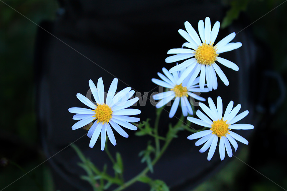 식물,꽃,국화,가을,구절초,식물,자연,plants,nature,꽃,flower