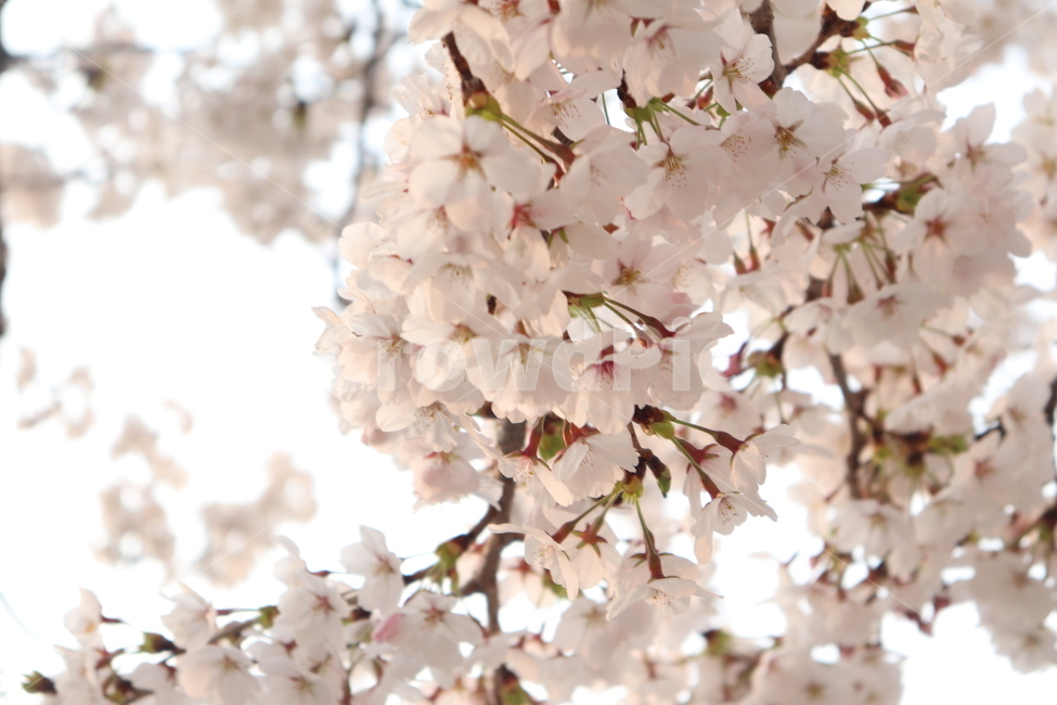 꽃,봄,벚꽃,벚나무,봄꽃나무,사쿠라,spring,cherryblossom,flower,tree,봄,계절,spring,season,식물,자연,plants,nature,꽃,flower,plant,blossom,cherry blossom
