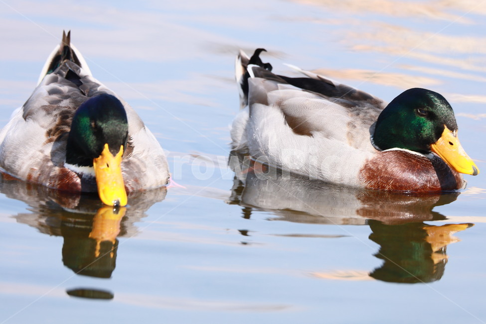 mallard,청둥오리,물새,bird,animal,동물,animal,조류,새,birds