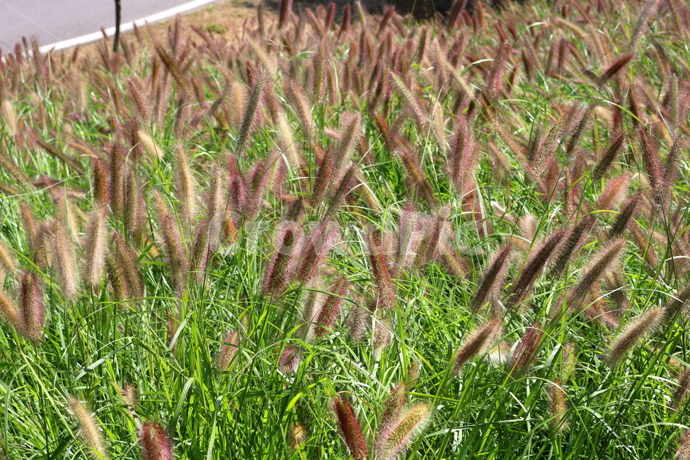 수크령,길갱이,랑미초,식물,벼과,벼과식물,자연,식물,자연,plants,nature
