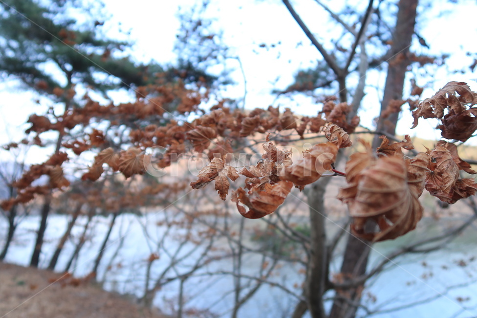 자연,낙엽,나무,겨울,단풍,가을,계절,fall,autumn,season,식물,자연,plants,nature,plant,tree