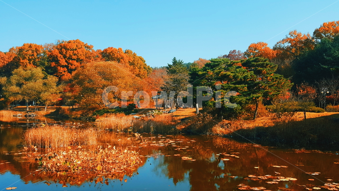 가을,하늘,나무,호수,tree,물,식물,가을,계절,fall,autumn,season,자연,풍경,nature,landscape,나무,trees,wood,plant,water