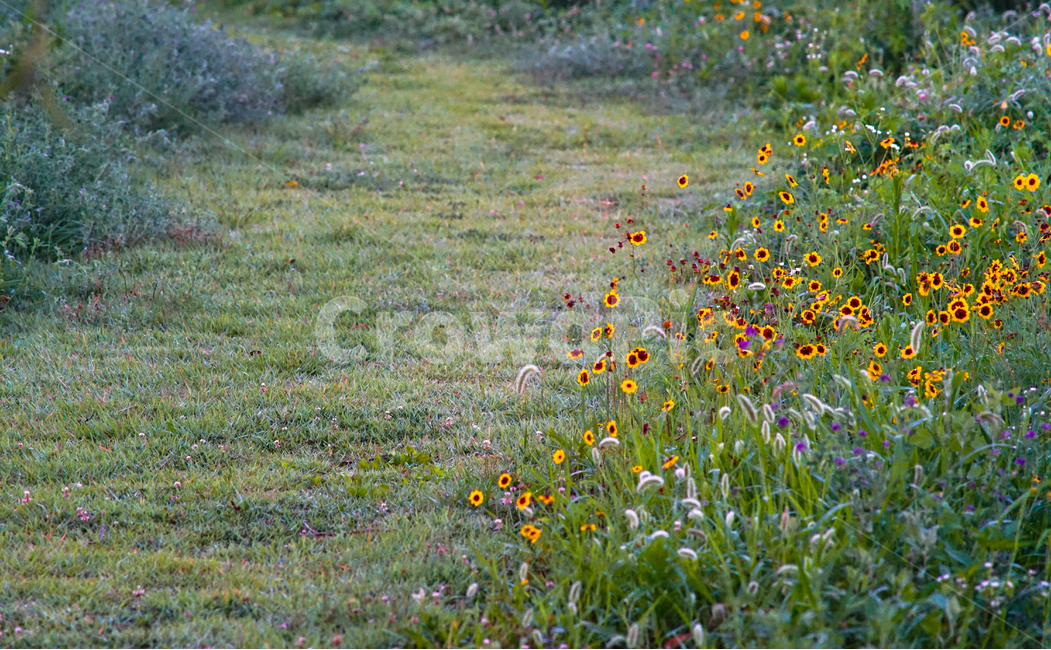 길,꽃길,들꽃,공원,꽃,식물,자연,자연,풍경,nature,landscape,식물,plants,꽃,flower,field,들,outdoors,옥외,grassland,목초지