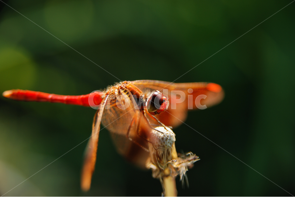 잠자리,곤충,자연,고추잠자리,dragonfly,areddragonfly,insect,곤충,벌레,insect,bug
