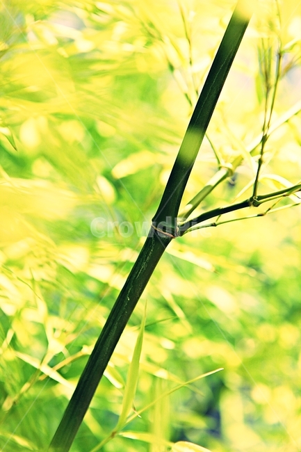 대나무,죽,대잎,잎,자연,식물,자연,plants,nature