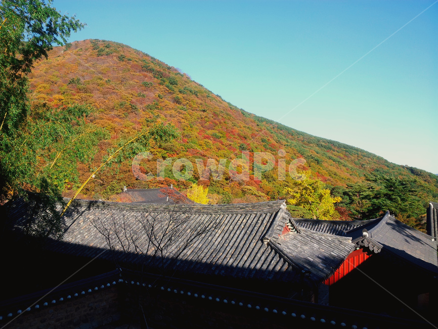 roof,지붕,단풍,가을,가을풍경,산,기와지붕,범어사,부산,부산광역시,한국,계절,하늘,푸른색,season,mountain,fall,autumn,temple,절,사찰,가을,계절,fall,autumn,season