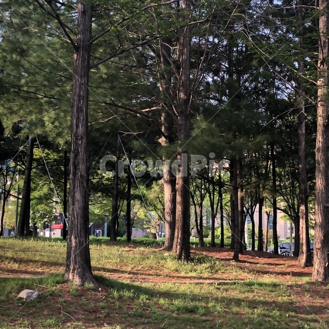 풍경,나무,산책,분위기,힐링